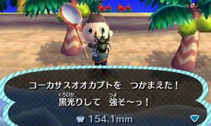 コーカサスオオカブトを つかまえた！ 黒光りして 強そ～っ！