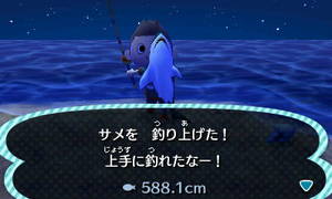 サメを釣り上げた！ 上手に釣れたなー　588.1cm