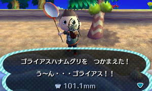 ゴライアスハナムグリを つかまえた う～ん・・・ゴライアス！！