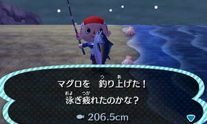 マグロを釣り上げた！　泳ぎ疲れたのかな？　206.5cm