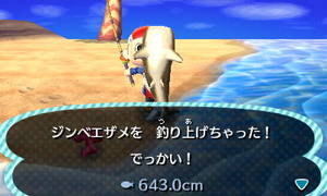 ジンベエザメ　643cm