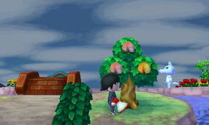 おいしいモモが実った木