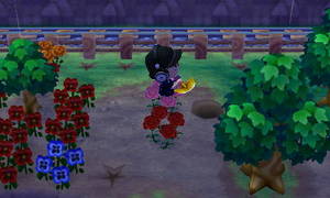 カーネーション交配