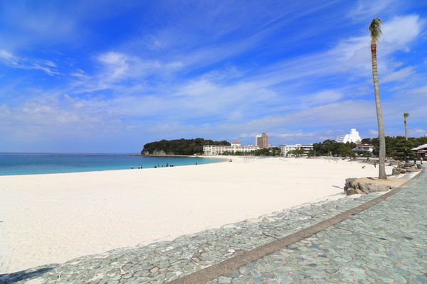 残念なヤシの木