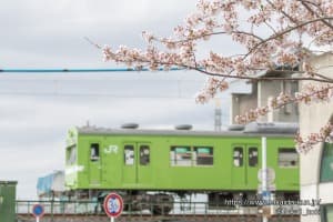 103系電車と桜