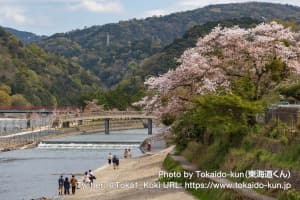 宇治川の桜