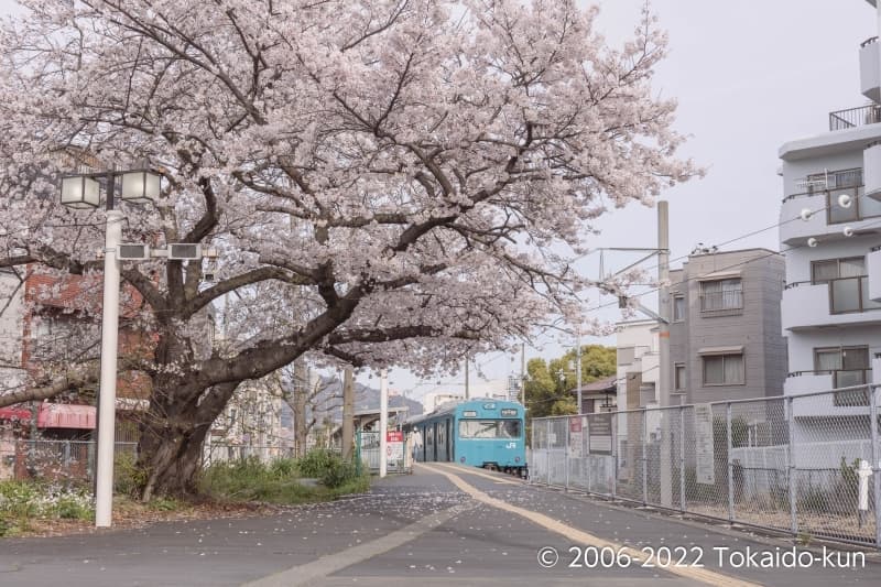 桜と103系電車